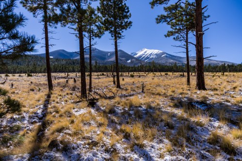 A snowy mountain rises in the background, framed by tall pine trees and a grassy, sunlit meadow.