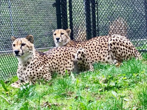 Two cheetahs with distinctive spots rest on green grass near a fence in a natural habitat setting.
