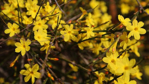 A close-up of vibrant yellow flowers blooming on a bush, surrounded by green branches.