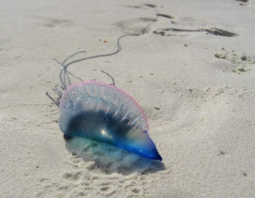 A translucent jellyfish with a blue and pink hue rests on sandy beach.
