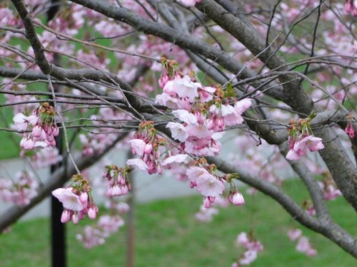 Delicate pink cherry blossoms bloom on branches, set against a blurred green background.