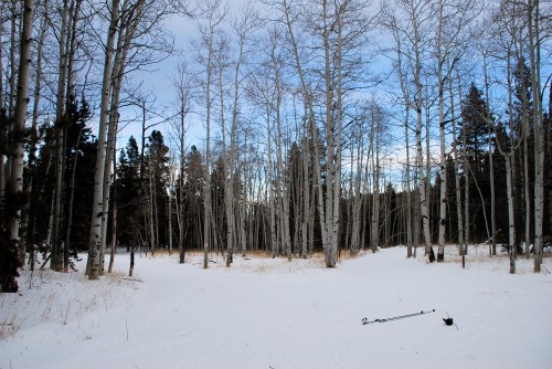 A snowy forest scene with bare trees and ski poles lying on the ground, surrounded by a serene winter landscape.