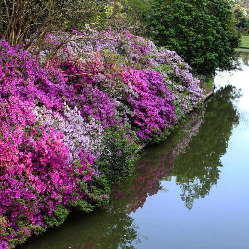 Vibrant pink and purple flowers line a serene riverbank, reflecting beautifully in the calm water.