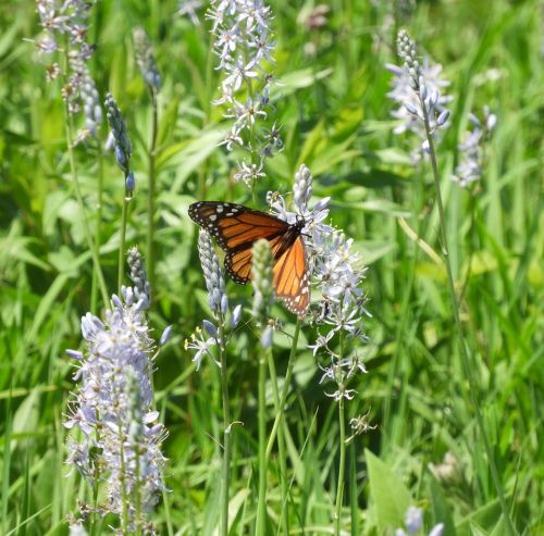 A monarch butterfly perched on delicate purple flowers in a lush green field.