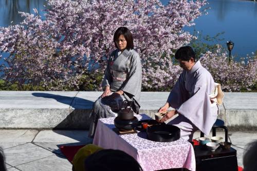 A man in traditional attire prepares tea while a woman in a kimono observes, with cherry blossoms in the background.