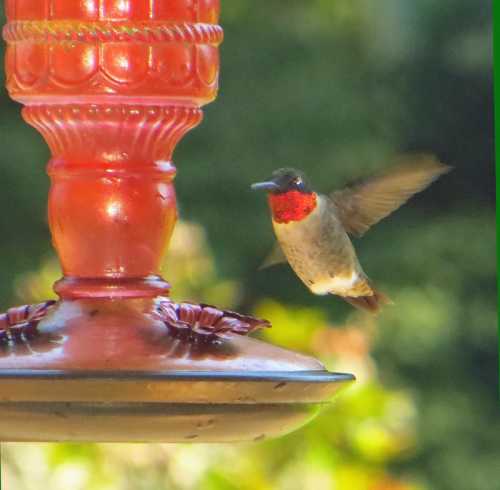 A hummingbird with a red throat hovering near a decorative feeder.