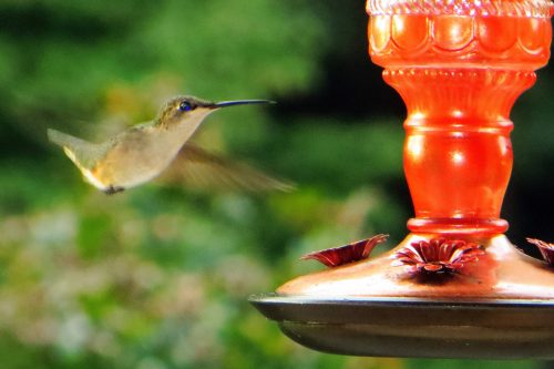 A hummingbird hovers near a bright orange feeder, surrounded by a blurred green background.