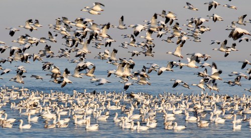 A large flock of snow geese flying over a body of water, with many more gathered on the surface below.
