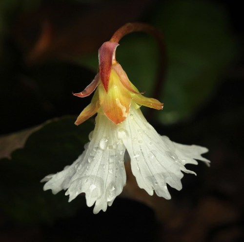 A delicate white flower with a yellow center and reddish tips, adorned with water droplets, against a dark green background.