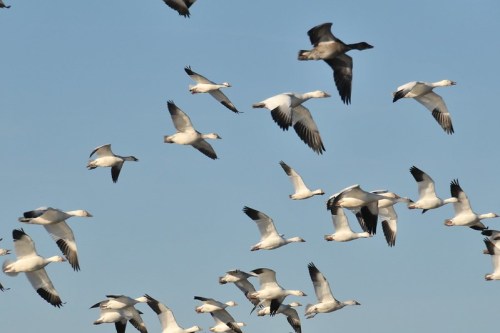 A flock of white birds flying against a clear blue sky, with one darker bird soaring above them.