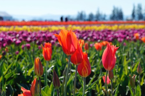 A vibrant field of tulips in various colors, with bright orange flowers in the foreground and rows of purple and red in the background.