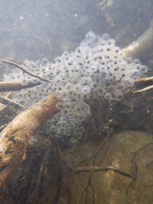 A cluster of translucent eggs with dark centers, resting on submerged roots in a murky underwater environment.