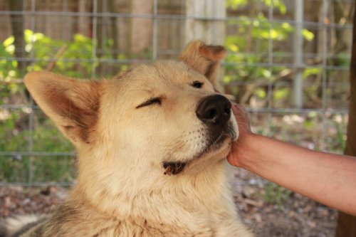 A close-up of a happy dog being gently petted by a hand, with a blurred background of greenery and a fence.