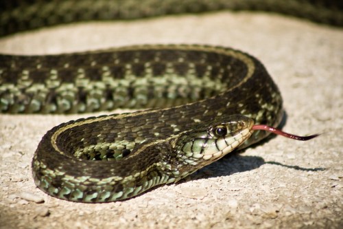 A close-up of a green and black patterned snake with its tongue flicking out, resting on a sandy surface.