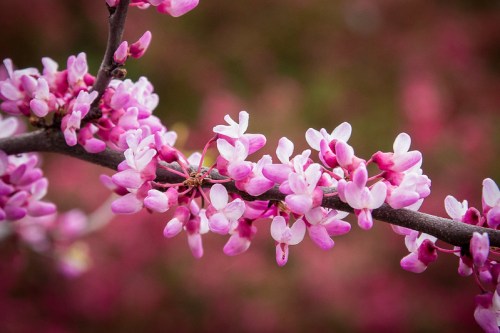 A close-up of pink blossoms on a branch, set against a blurred pink background.