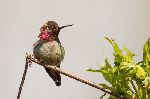 A colorful hummingbird perched on a branch, with green leaves in the foreground and a soft gray background.