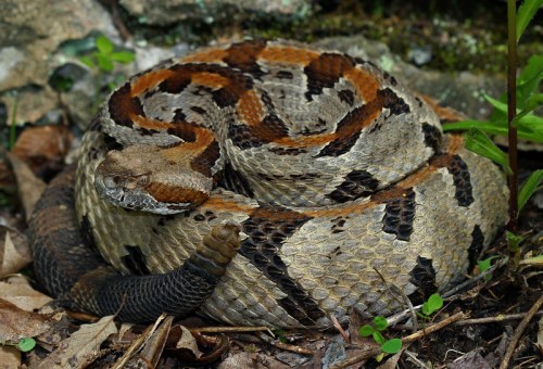 A coiled snake with a patterned brown and gray body resting on the forest floor among leaves and greenery.