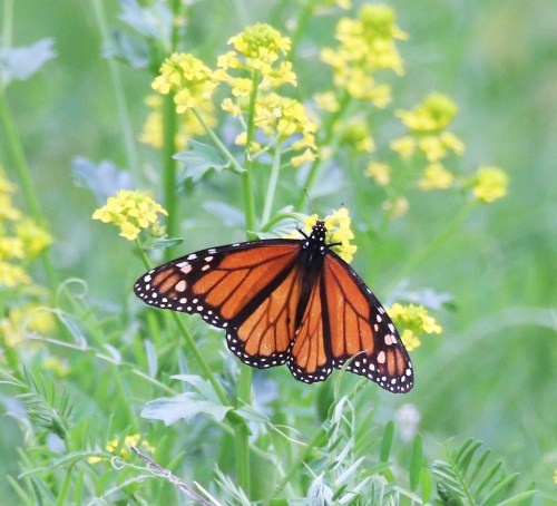A monarch butterfly perched on yellow flowers in a green field.