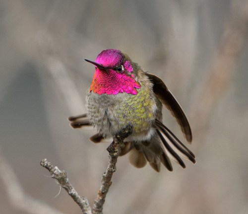 A colorful hummingbird with a vibrant pink and green plumage perched on a branch, wings slightly spread.