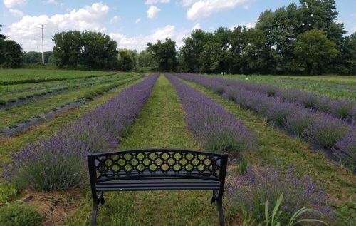 A black bench overlooks rows of blooming lavender under a blue sky with fluffy clouds.
