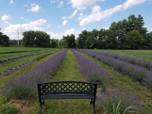 A black bench overlooks rows of blooming lavender under a blue sky with fluffy clouds.