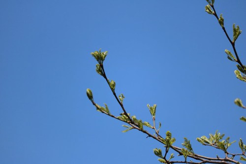 A branch with budding leaves against a clear blue sky.