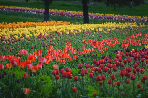 A vibrant field of blooming tulips in various colors, with trees in the background and a lush green landscape.