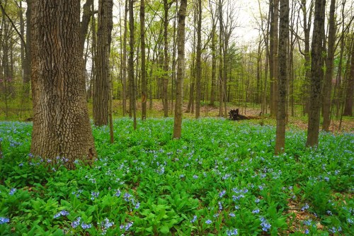 A lush forest scene with vibrant green foliage and a carpet of blue flowers covering the ground.