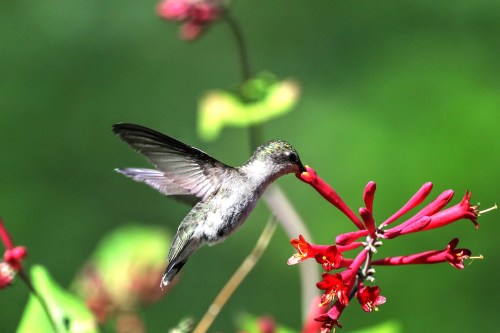 A hummingbird hovering near vibrant red flowers, sipping nectar against a blurred green background.