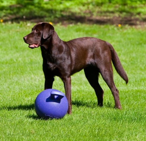 A brown Labrador retriever stands on green grass next to a blue ball, looking alert and playful.