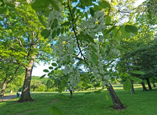 A close-up of white flowers hanging from a tree branch, surrounded by lush green foliage in a sunny park.