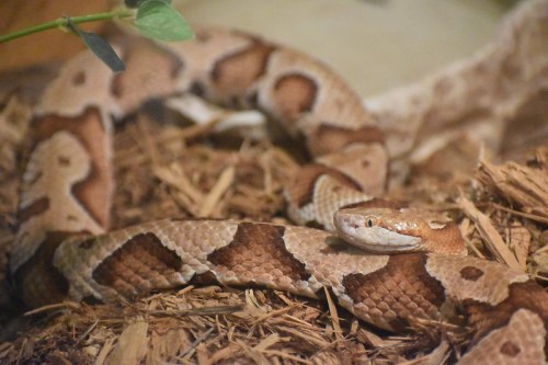 A close-up of a brown and tan snake resting on dry foliage in its habitat.