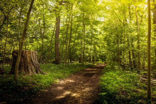 A sunlit forest path surrounded by lush green trees and a large tree stump on the side.