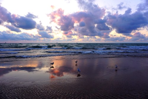 Seagulls on a sandy beach at sunset, with colorful clouds reflecting on the water's surface.