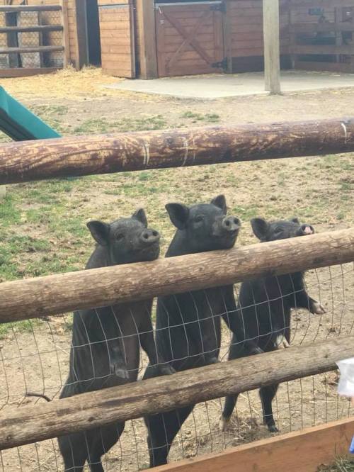 Three pigs standing by a wooden fence, looking curiously at the camera in a farm setting.