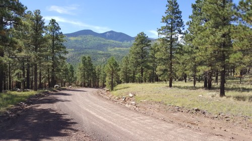 A dirt road winds through a forest of pine trees, leading to distant mountains under a clear blue sky.