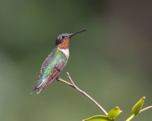 A colorful hummingbird perched on a branch, showcasing its iridescent green and orange feathers.