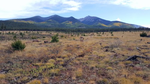 A scenic view of mountains in the background, with a grassy field and scattered trees in the foreground.