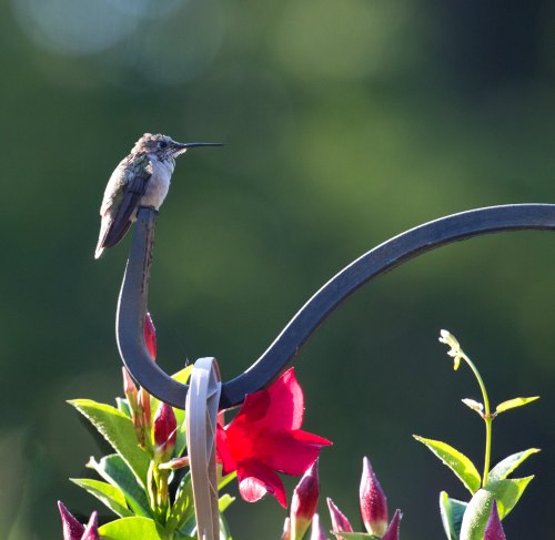 A hummingbird perched on a curved metal structure near vibrant red flowers, surrounded by green foliage.