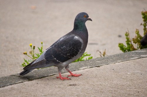 A gray pigeon with a greenish neck stands on a concrete surface near small plants.