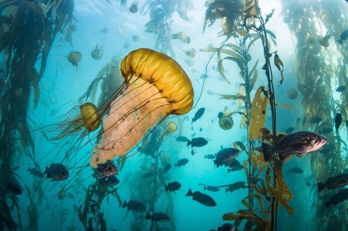 A vibrant underwater scene featuring a large jellyfish surrounded by kelp and various fish in clear blue water.