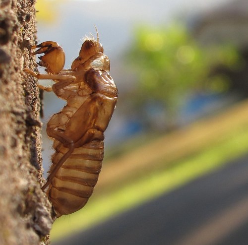Close-up of a cicada perched on a tree trunk, showcasing its detailed exoskeleton and natural surroundings.