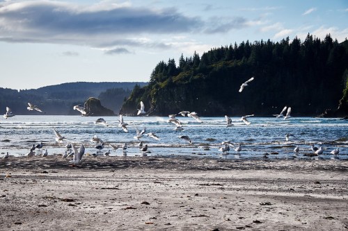 Seagulls flying over a sandy beach with a calm ocean and forested hills in the background under a clear sky.