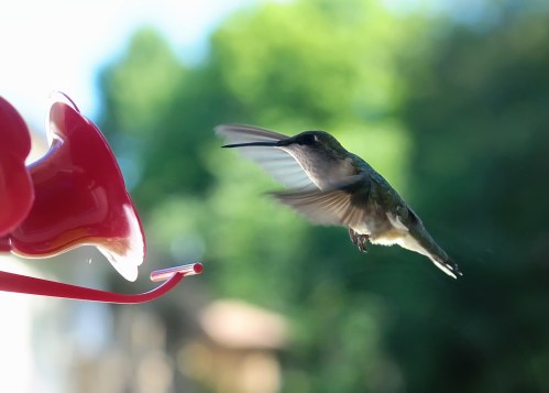A hummingbird hovers near a red feeder, wings blurred in motion against a green background.