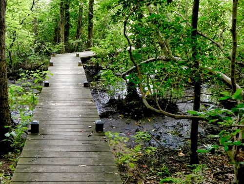 A wooden boardwalk winds through a lush, green forest with trees and a dark, muddy area beside it.