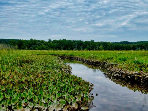 A serene wetland scene with lush green lily pads and a calm stream reflecting the cloudy sky and surrounding trees.