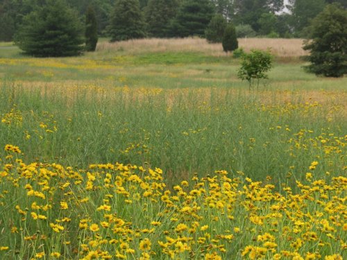 A vibrant field of yellow flowers surrounded by green grass and trees under a cloudy sky.