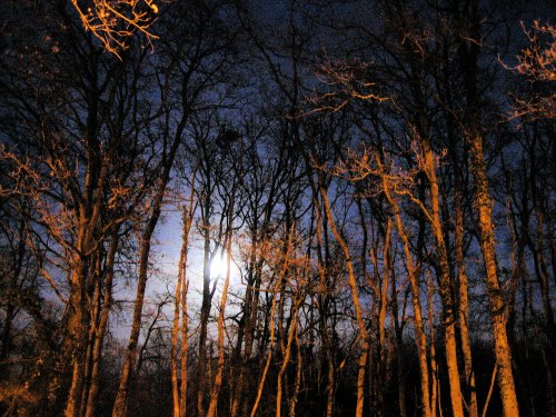A moonlit night scene with bare trees silhouetted against a dark blue sky.