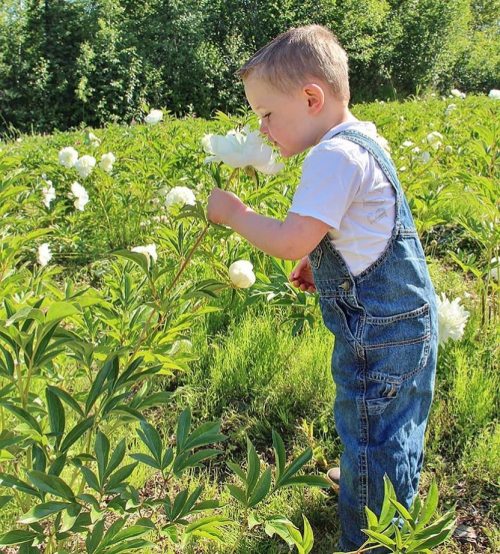 A young child in denim overalls smelling white peony flowers in a lush green field.