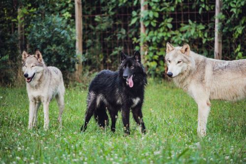 Three wolves stand in a grassy area, two are light-colored and one is black, surrounded by greenery.